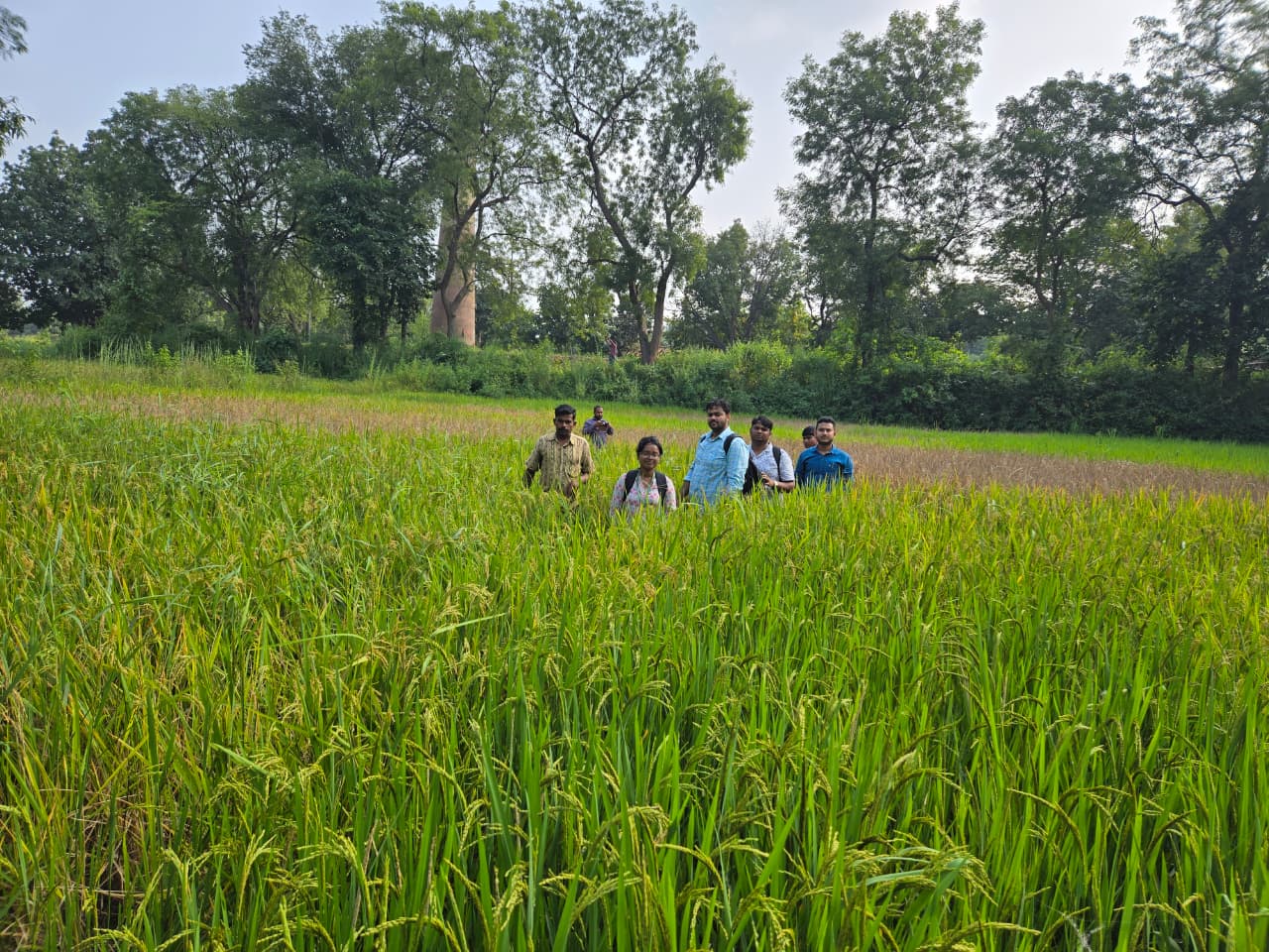 Visit of KVK Scientists to WBPH affected field